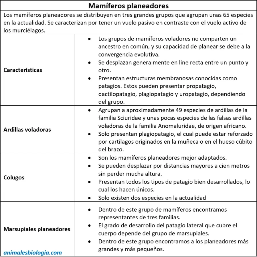 Ficha sobre los mamíferos voladores