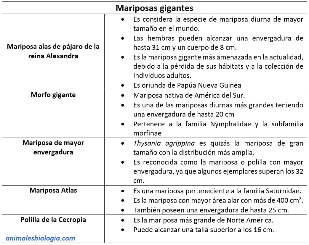 Ficha sobre las mariposas gigantes