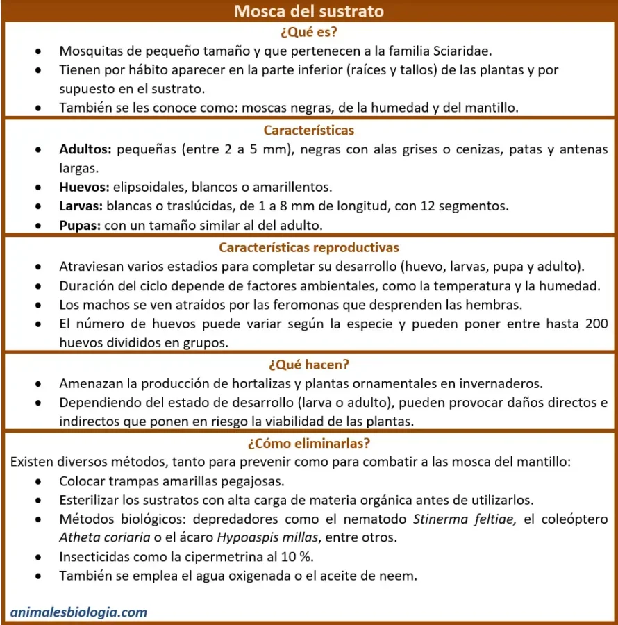 Ficha sobre la mosca del sustrato (Sciaridae)