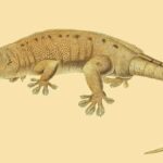 gecko-gigante-de-nueva-caledonia-rhacodactylus-leachianus