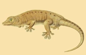 Gecko gigante de Nueva Caledonia, Rhacodactylus leachianus