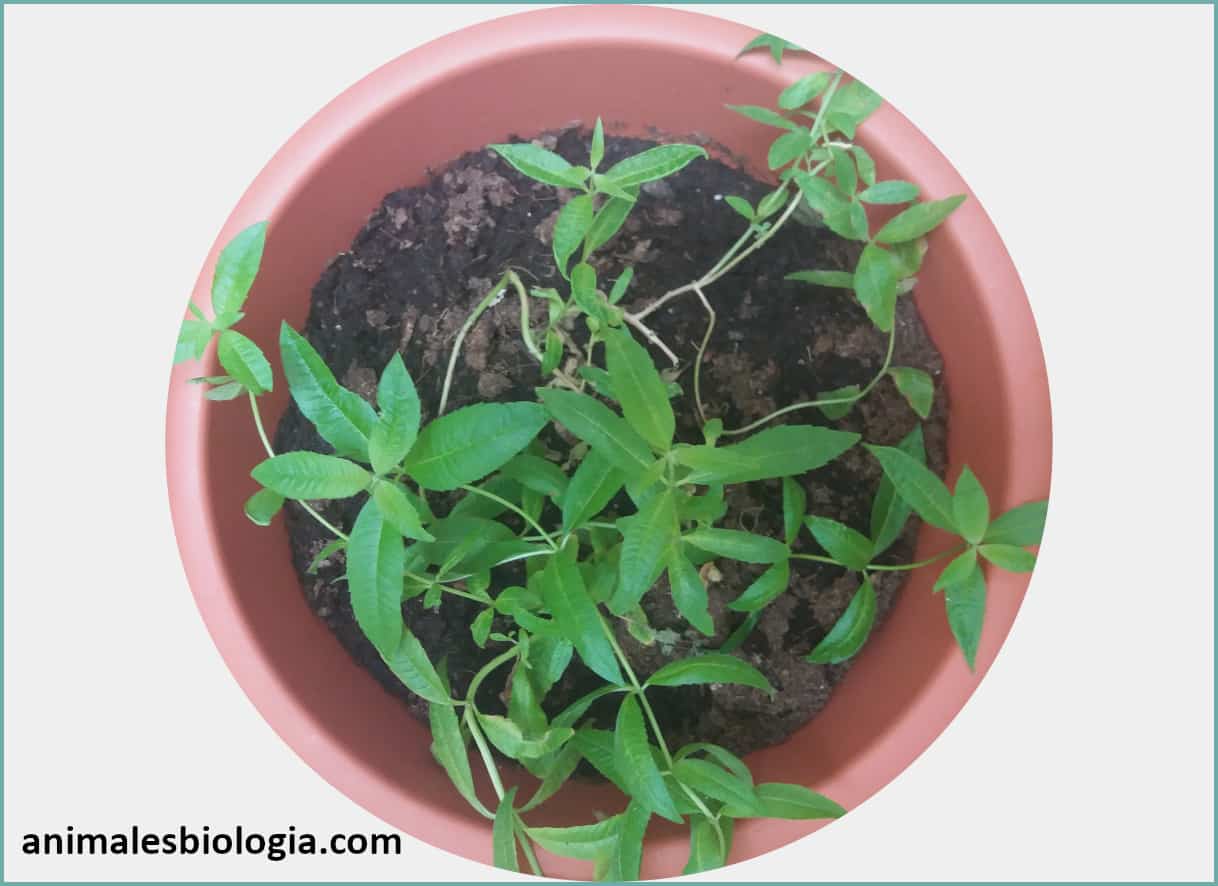 Hierba luisa (Aloysia citrodora)