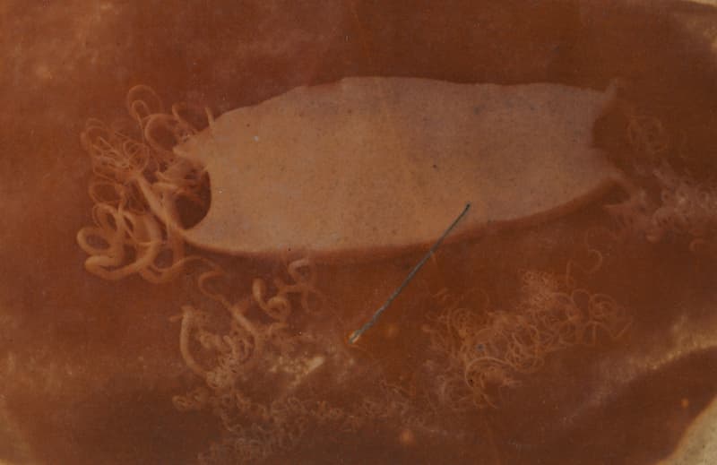 Reproducción de los tiburones: Huevo de tiburón