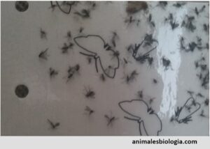 Mosca del sustrato (Sciaridae, características, cómo combatirlas)