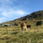 Pastoreo ¿Qué es? Importancia y tipos pastoreo