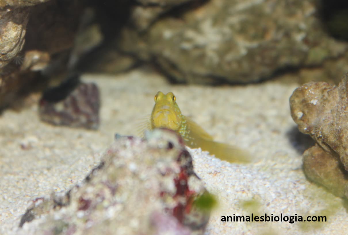 Peces para acuario pequeño