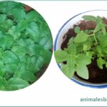 Plantas aromáticas, qué son, taxonomía, ejemplos plantas-aromaticas