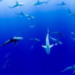 Reproducción de los tiburones