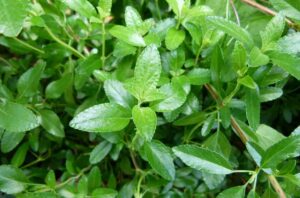 Salvia, características, propiedades y especies