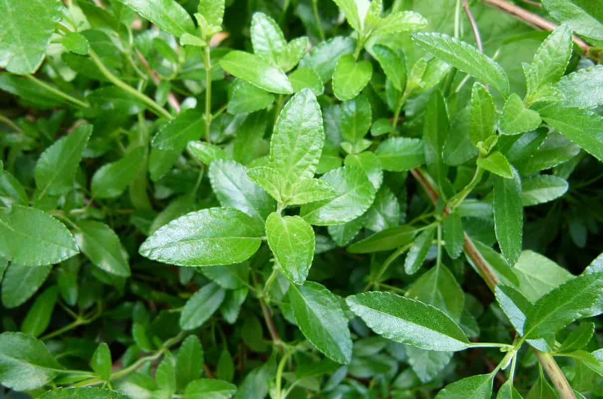 Salvia, características, propiedades y especies