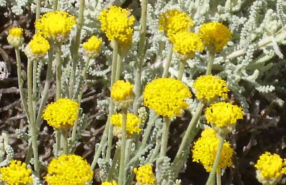 Santolina chamaecyparissus, cuidados y propiedades