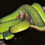 serpiente-azul-trimeresurus-insularis