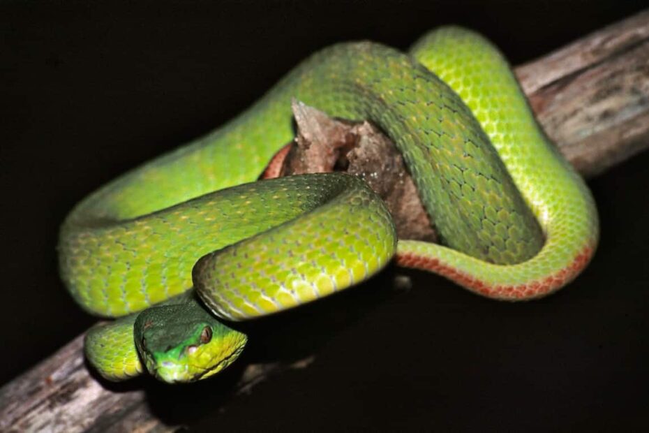 Ofidios, serpientes Animales y biología