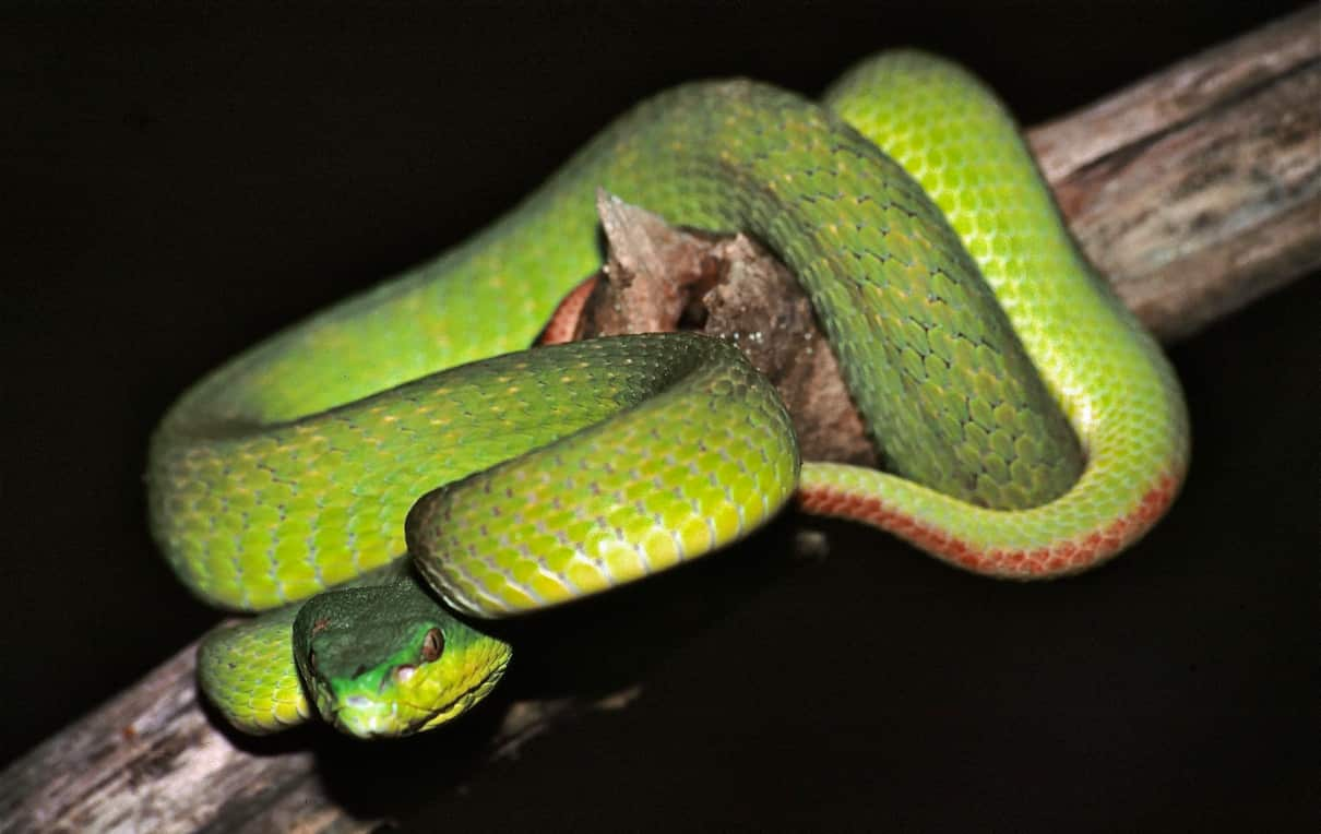 Serpiente azul, Trimeresurus insularis