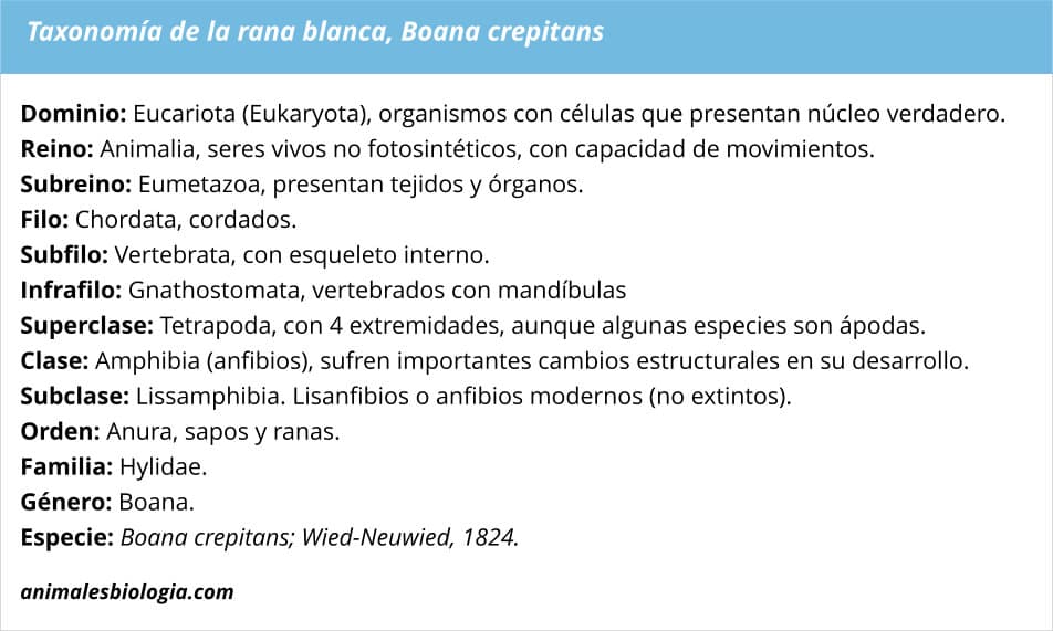 Rana blanca, Boana crepitans