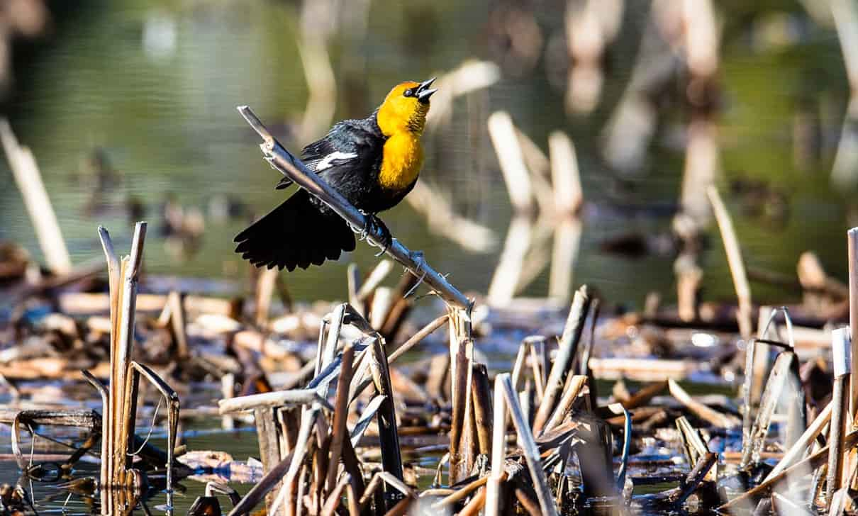 Tordo Cabeza Amarilla (Xanthocephalus xanthocephalus)