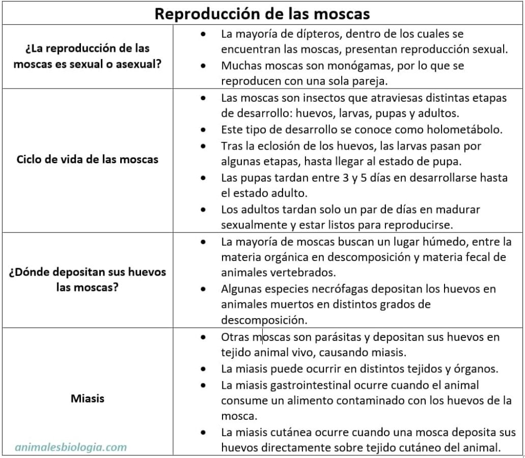 Ficha descriptiva sobre cómo se reproducen las moscas.