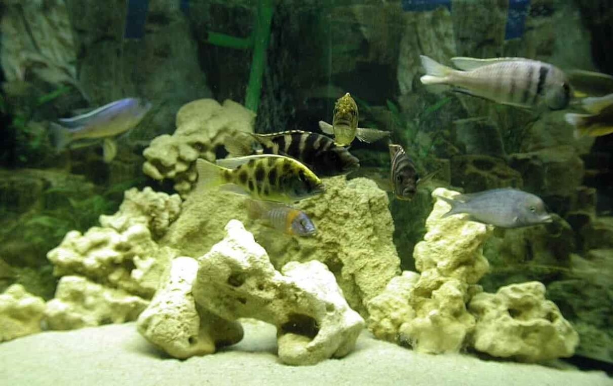 Comportamiento de los peces cíclidos