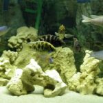 comportamiento-de-los-peces-ciclidos