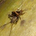 comportamiento-del-grillo