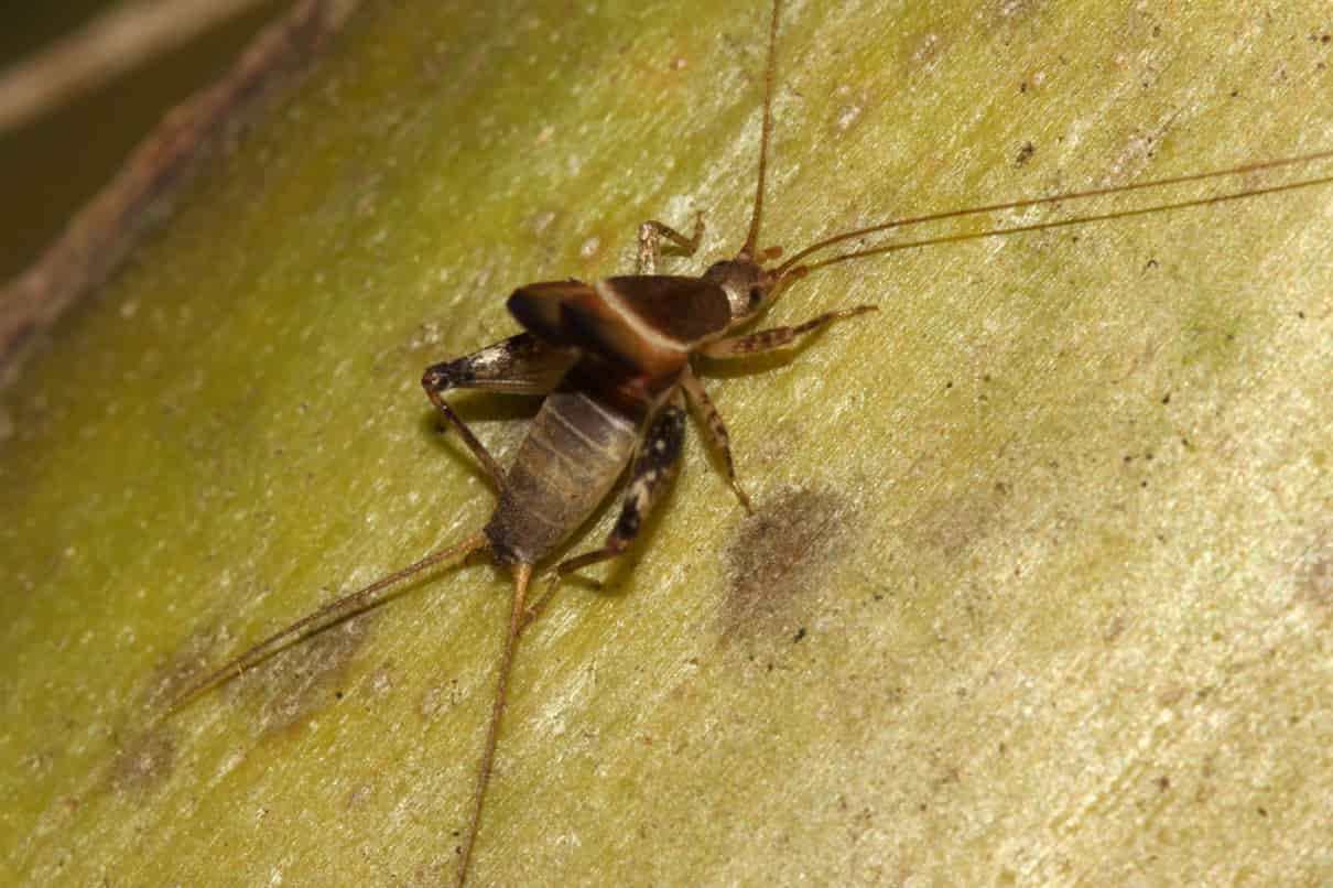 Comportamiento del grillo