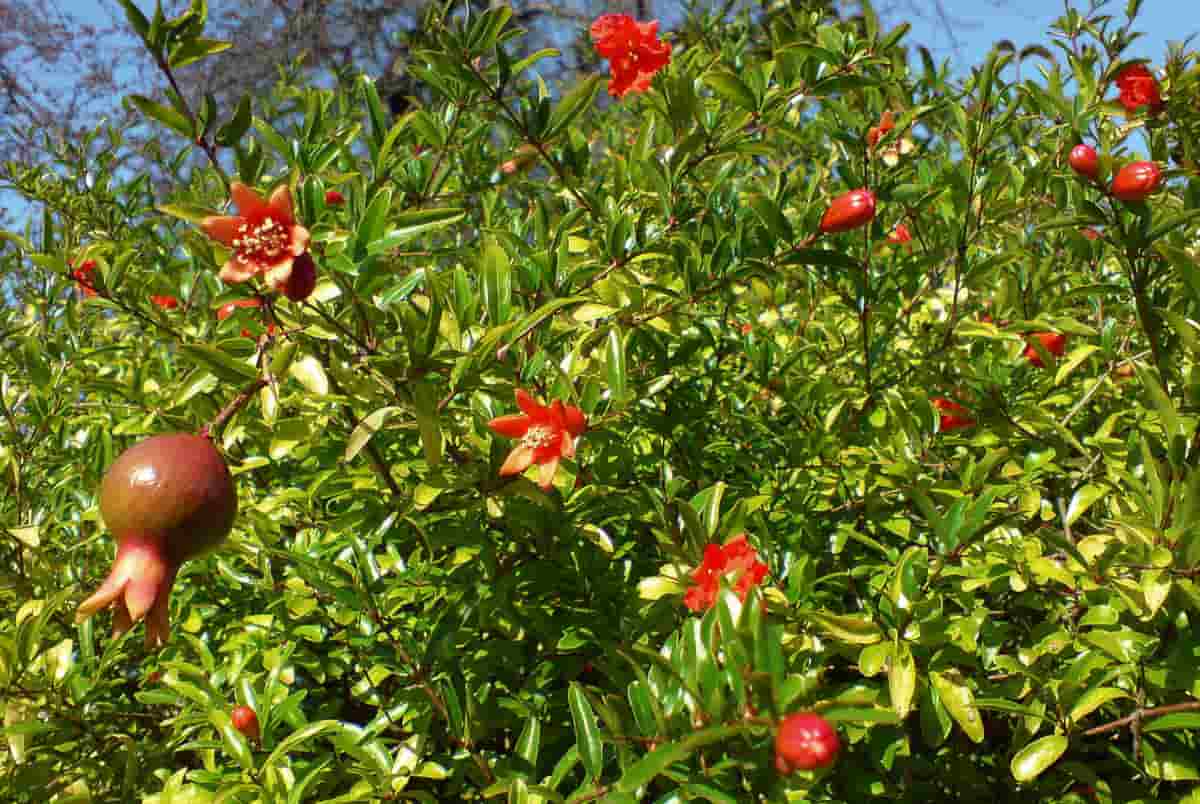 Granado, Punica granatum, cultivo y frutos
