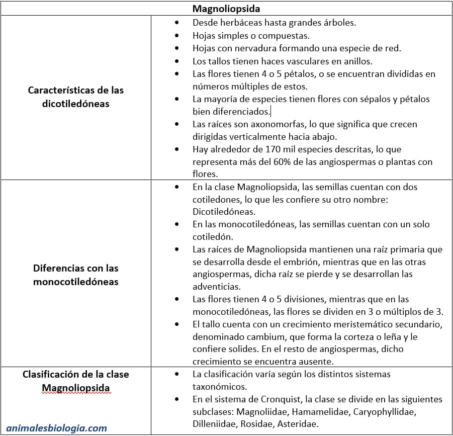 Resumen sobre la clase Magnoliopsida (Dicotiledóneas).