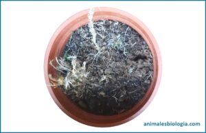 ¿Por qué se mueren las plantas? Causas