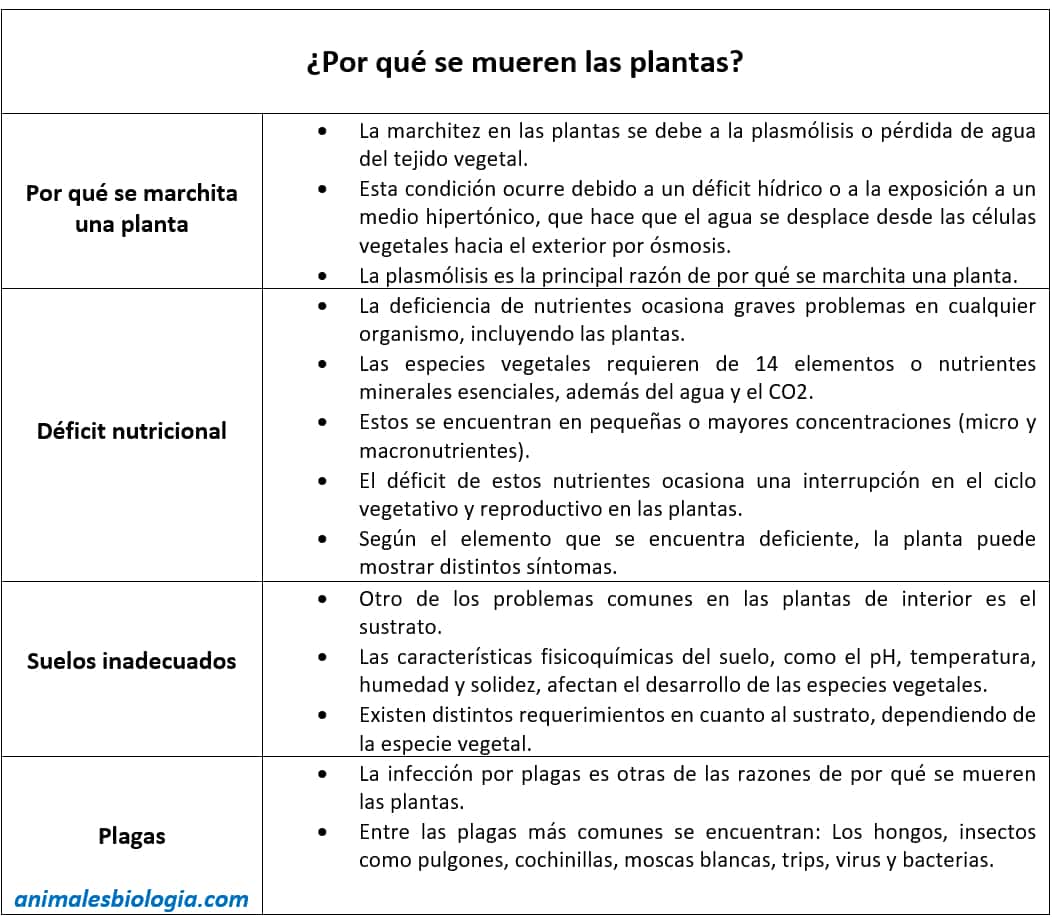 Por qué se mueren las plantas: consecuencias
