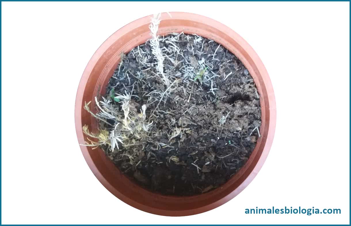 Por qué se mueren las plantas