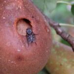 reproduccion-de-las-moscas