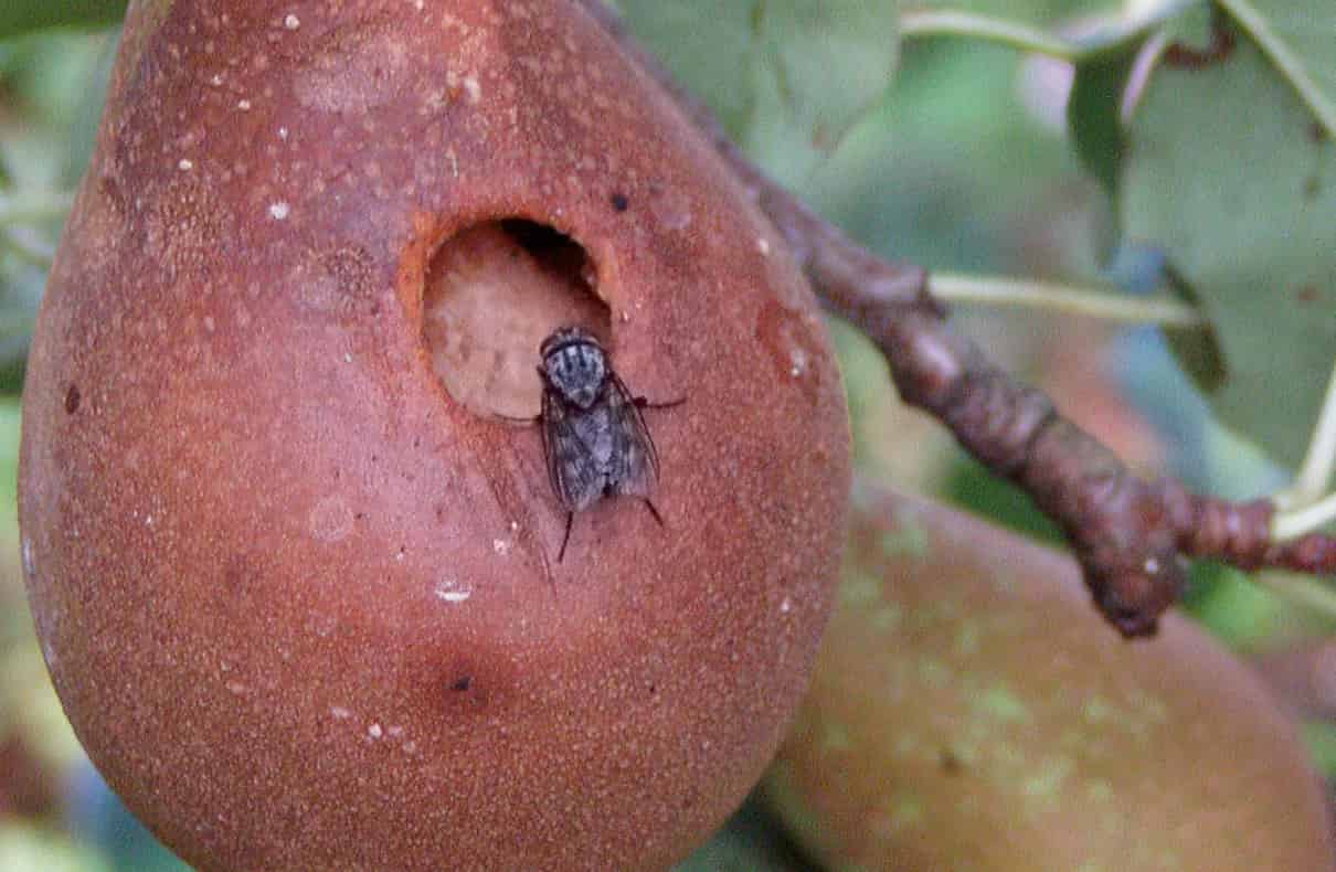 Reproducción de las moscas, ciclo de vida