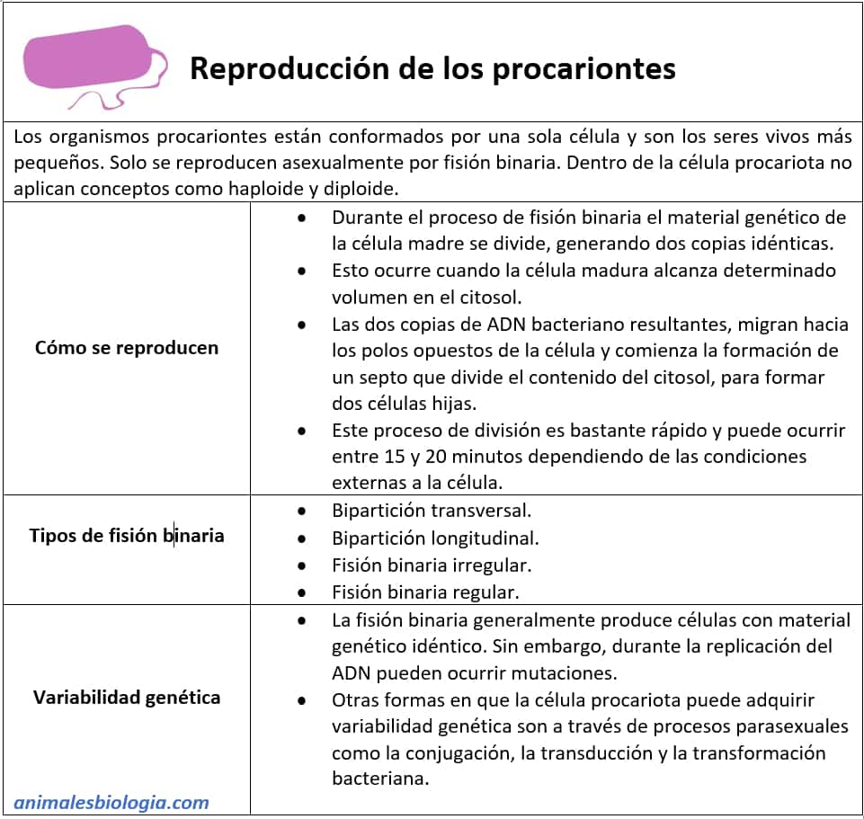 Reproducción de los procariontes (células procariotas)