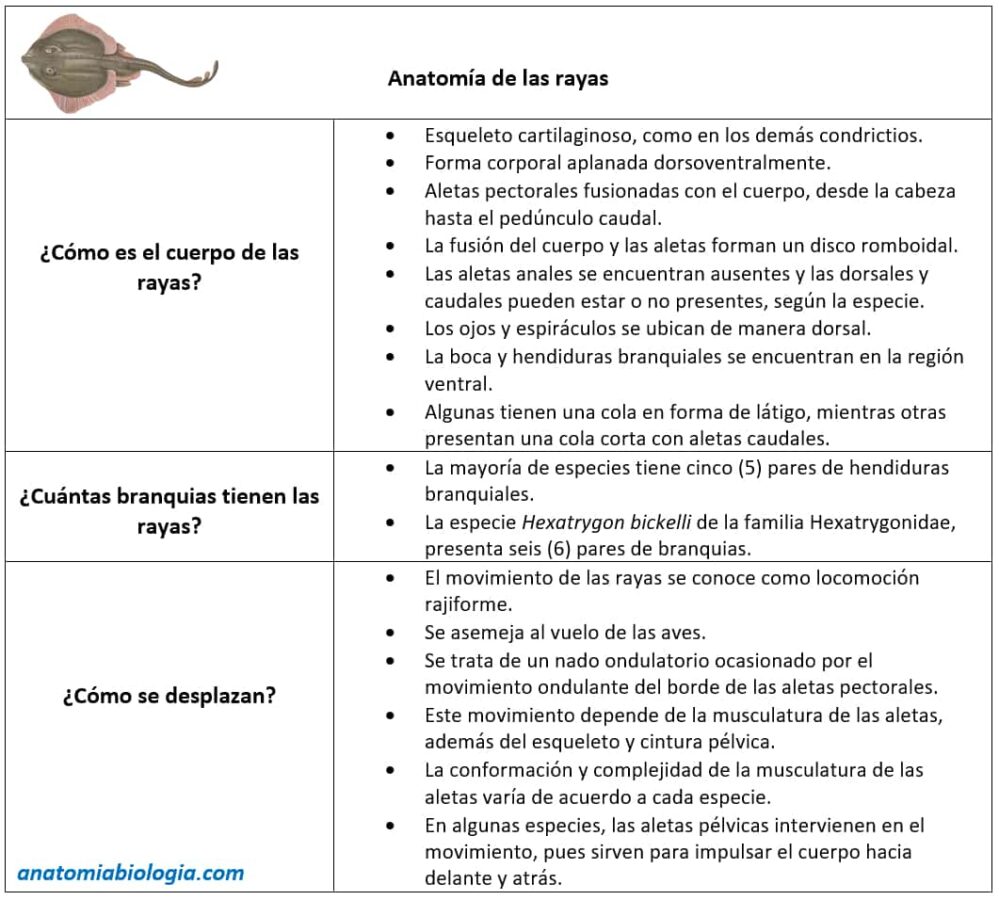 Resumen sobre la anatomía de las rayas