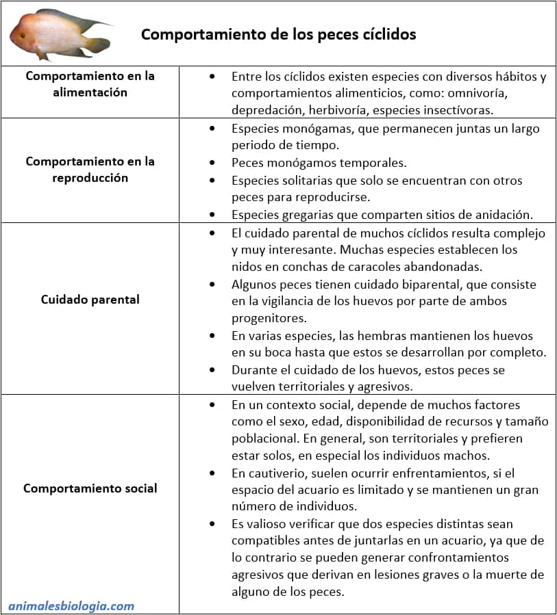 Resumen o esquema sobre el comportamiento de los peces cíclidos