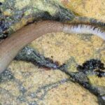 sipunculidos-sipuncula