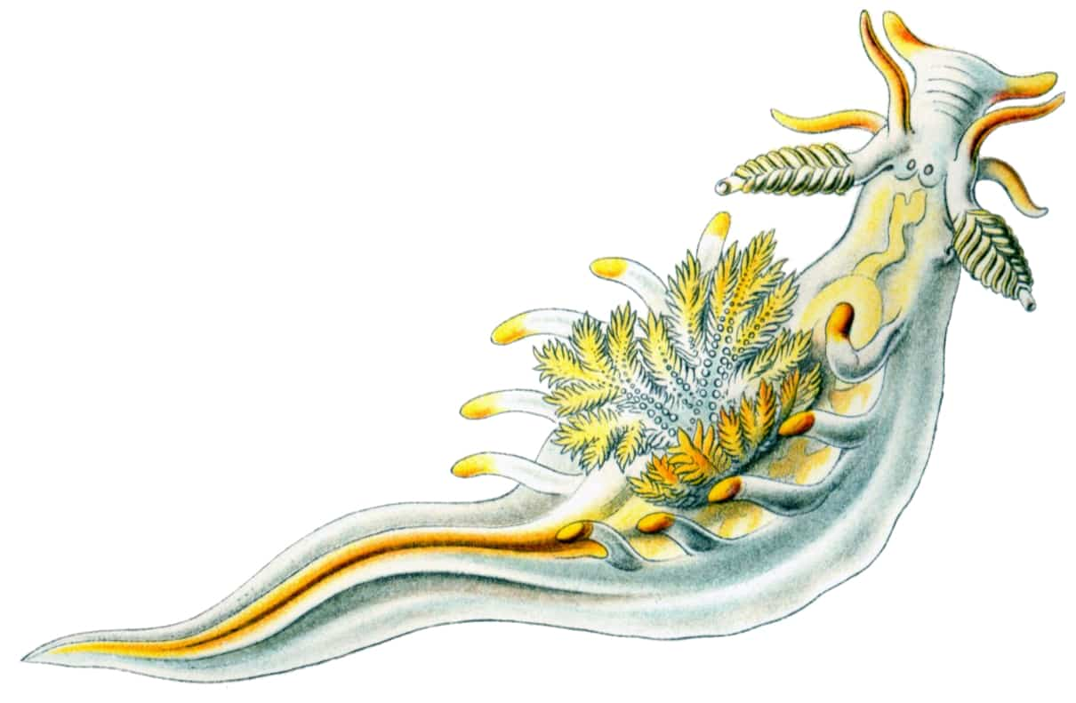 Babosas de mar, nudibranquios