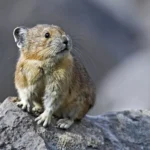 Pika