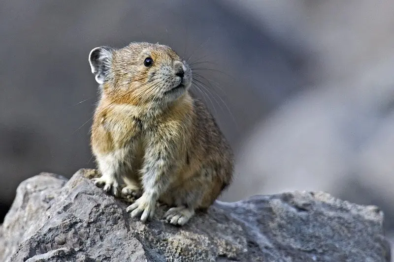 Pika: liebres silbadoras o conejo de roca