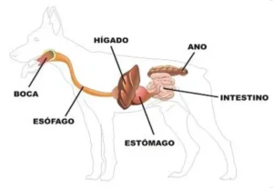 Aparato digestivo en mamíferos, gatos y perros