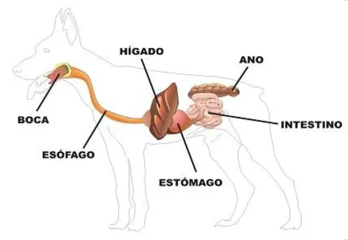 Aparato digestivo en mamíferos, perro.