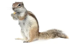 Ardilla, consejos  y cuidados para su mantenimiento como mascota