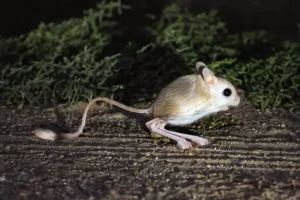 Cuidados del canguro enano o jaculus, mantenimiento como mascota
