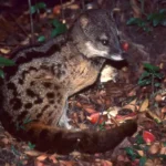 civeta-de-madagascar-fossa-fossana