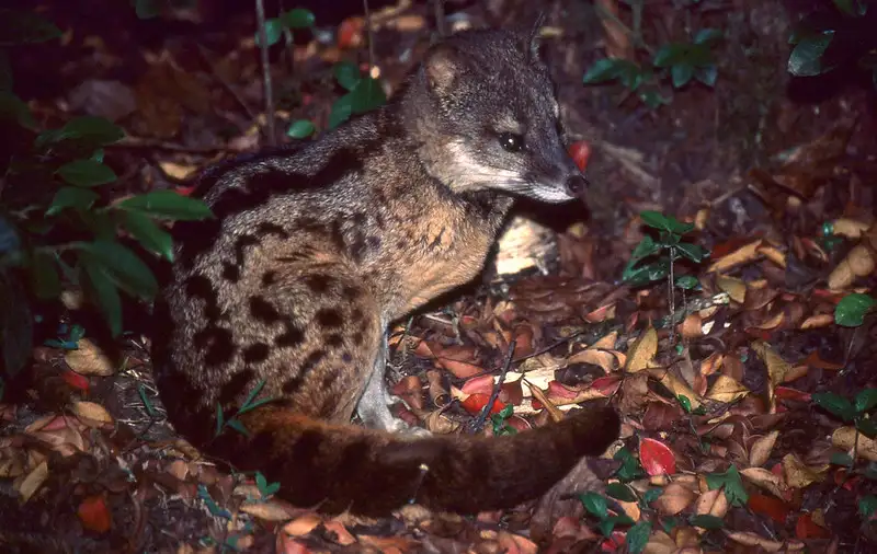 Fossa fossana, conoce a la civeta de Madagascar