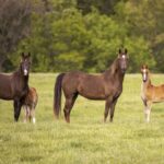 comportamiento-de-los-caballos