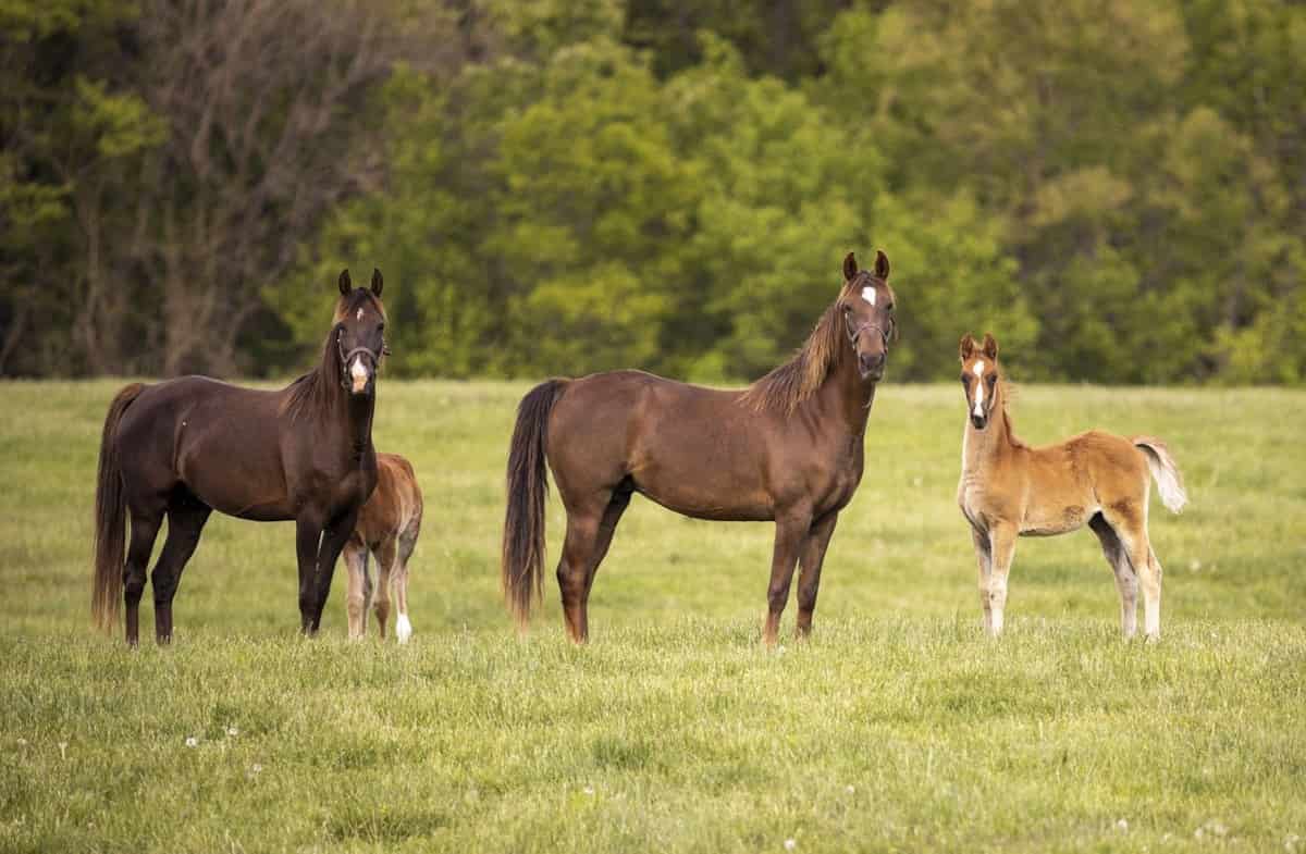 Comportamiento de los caballos