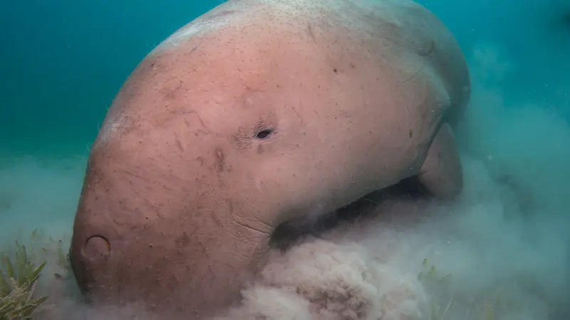 Dugong dugon, vaca marina