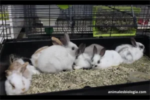 Anatomía y fisiología de roedores y lagomorfos domésticos o mascotas. Enfermedades