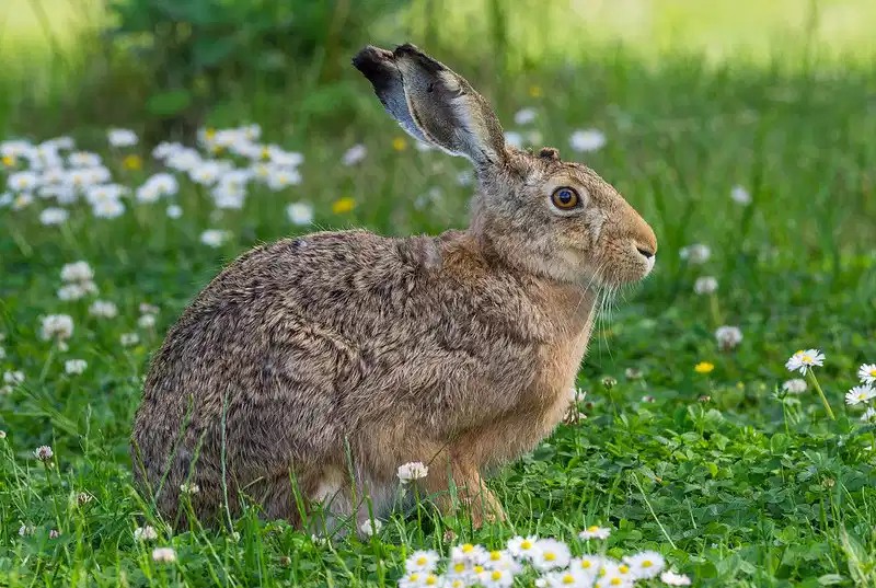 Lepus europaeus: liebre europea